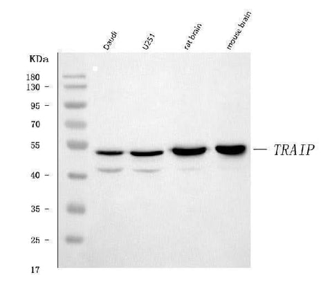 Anti-TRIP/TRAIP Antibody Picoband® Boster Bio