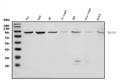 Anti-DNAJC10 Antibody Picoband® Boster Bio