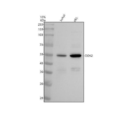 Anti-DOK2 Antibody Picoband® Boster Bio