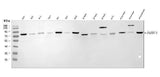 Anti-APP-1/PABPC4 Antibody Picoband® Boster Bio