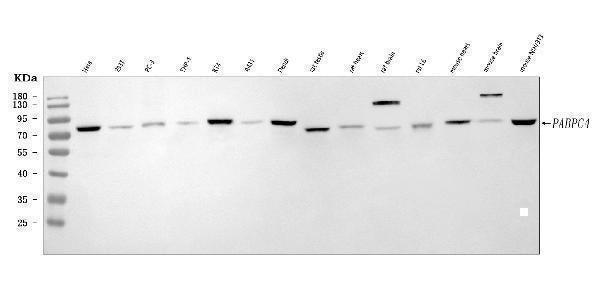 Anti-APP-1/PABPC4 Antibody Picoband® Boster Bio