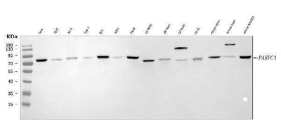 Anti-APP-1/PABPC4 Antibody Picoband® Boster Bio