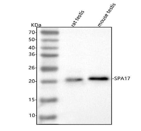 Anti-SPA17 Antibody Picoband® Boster Bio