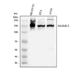 Anti-MAML3 Antibody Picoband® Boster Bio