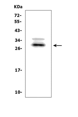 Anti-BAMBI/NMA Picoband® Antibody Boster Bio