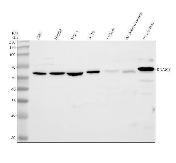 Anti-DNAJC7 Antibody Picoband® Boster Bio