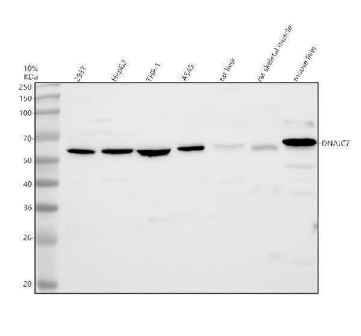 Anti-DNAJC7 Antibody Picoband® Boster Bio