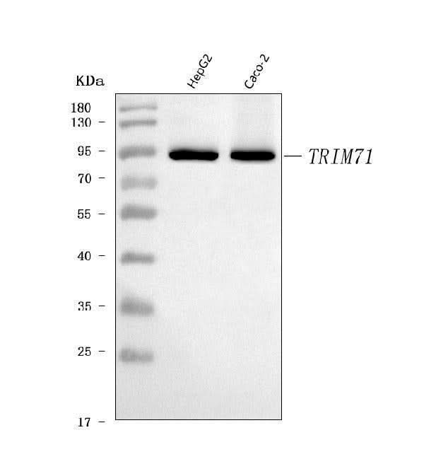 Anti-LIN41/TRIM71 Antibody Picoband® Boster Bio