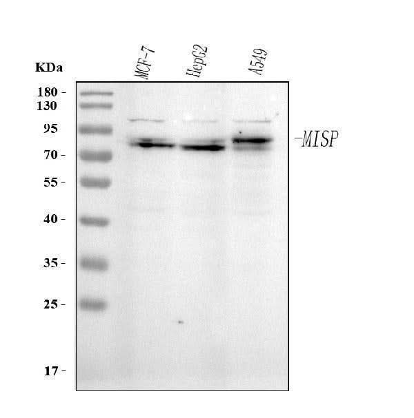 Anti-MISP Antibody Picoband® Boster Bio