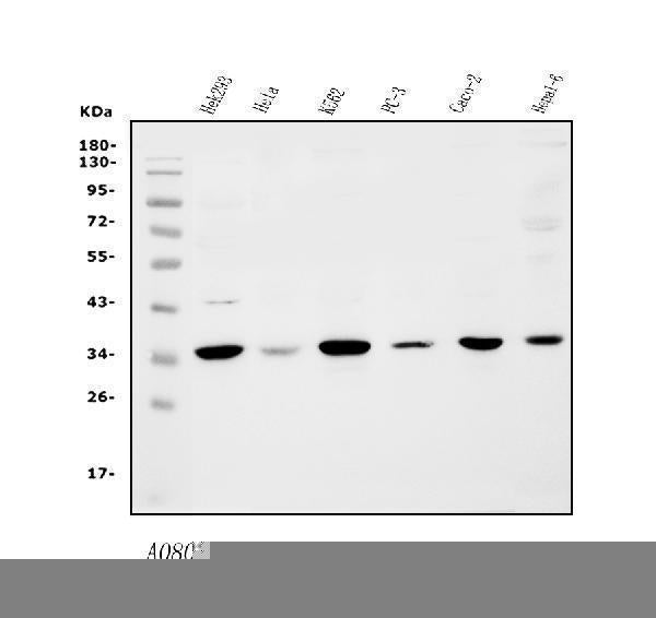 Anti-Cyclophilin E/PPIE Antibody Picoband® Boster Bio