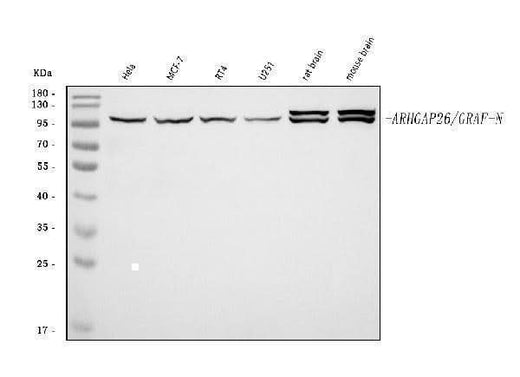 Anti-GRAF/ARHGAP26 Antibody Picoband® Boster Bio