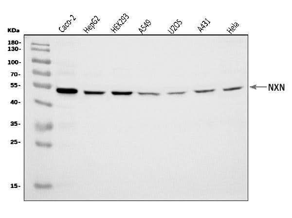 Anti-NXN/NRX Antibody Picoband® Boster Bio