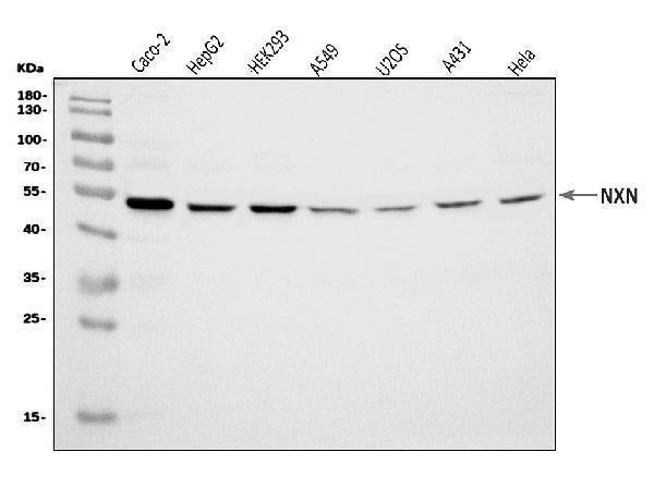 Anti-NXN/NRX Antibody Picoband® Boster Bio