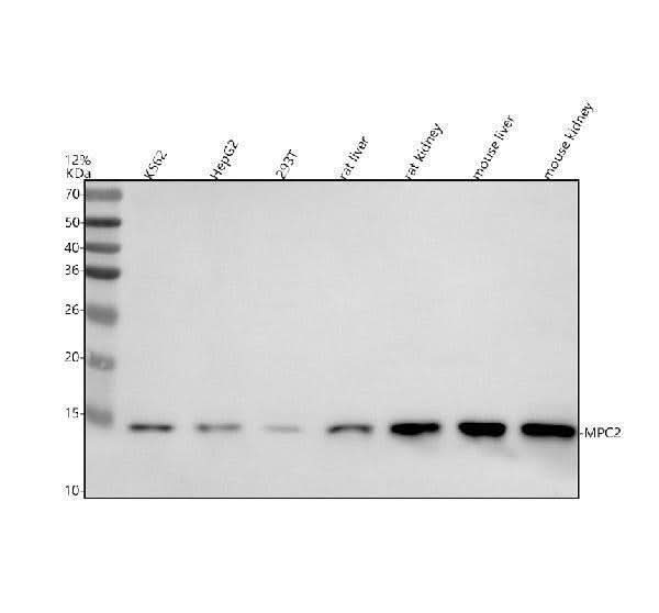 Anti-MPC2 Antibody Picoband® Boster Bio
