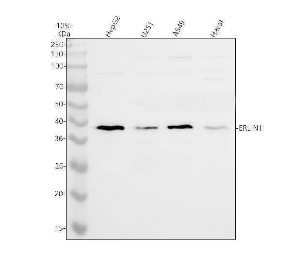 Anti-ERLIN1 Antibody Picoband® Boster Bio