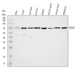Anti-SIAE Antibody Picoband® Boster Bio