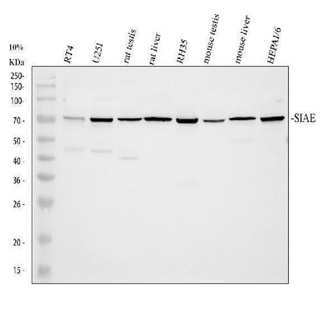 Anti-SIAE Antibody Picoband® Boster Bio