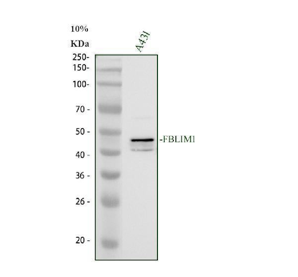 Anti-FBLIM1 Antibody Picoband® Boster Bio