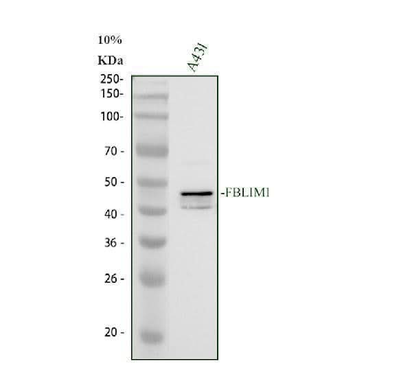 Anti-FBLIM1 Antibody Picoband® Boster Bio