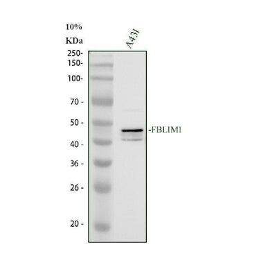 Anti-FBLIM1 Antibody Picoband® Boster Bio