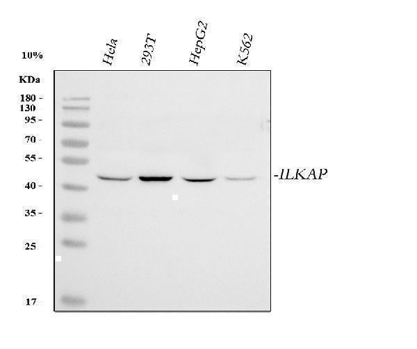 Anti-ILKAP Antibody Picoband® Boster Bio