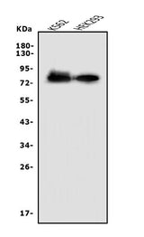 Anti-Nectin 2/NECTIN2 Antibody Picoband® Boster Bio