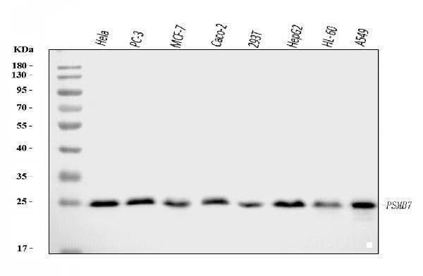 Anti-Proteasome 20S beta 7/PSMB7 Antibody Picoband® Boster Bio