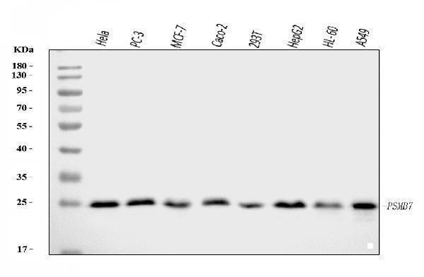 Anti-Proteasome 20S beta 7/PSMB7 Antibody Picoband® Boster Bio