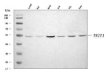 Anti-IPT/TRIT1 Antibody Picoband® Boster Bio