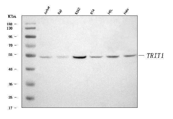Anti-IPT/TRIT1 Antibody Picoband® Boster Bio