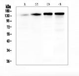 Anti-SRCIN1 Antibody Picoband® Boster Bio
