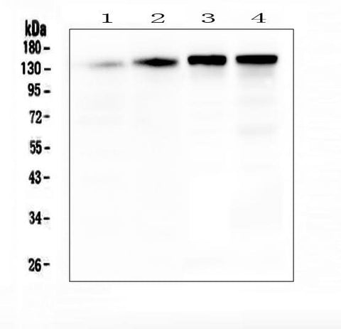 Anti-SRCIN1 Antibody Picoband® Boster Bio