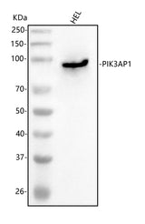 Anti-PIK3AP1 Antibody Picoband® Boster Bio