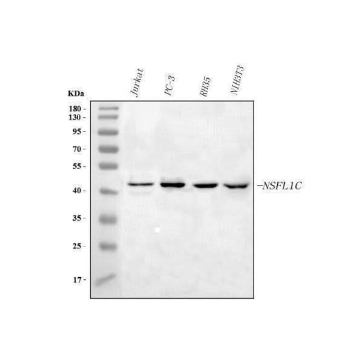 Anti-NSFL1C Antibody Picoband® Boster Bio