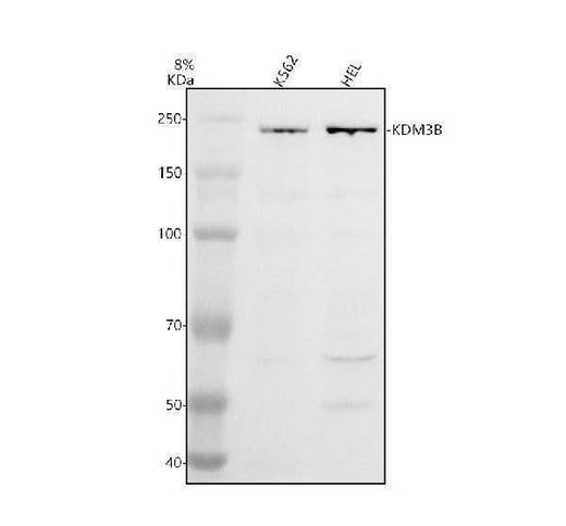 Anti-EIF3I Antibody Picoband® Boster Bio
