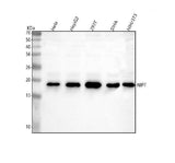 Anti-NIP7 Antibody Picoband® Boster Bio