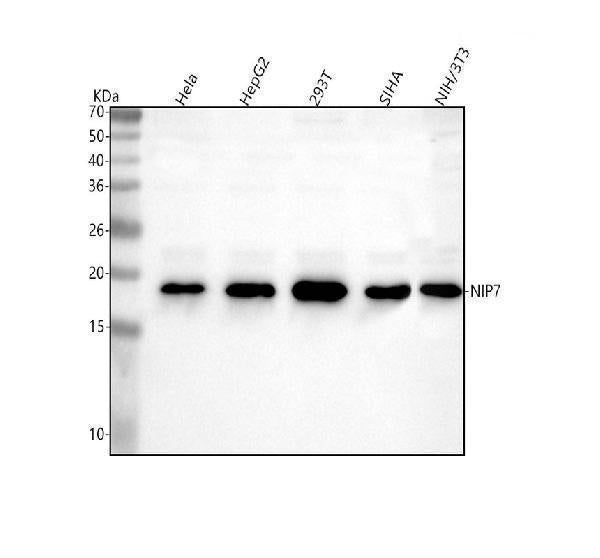 Anti-NIP7 Antibody Picoband® Boster Bio
