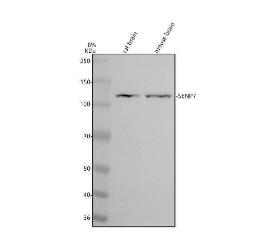 Anti-SENP7 Antibody Picoband® Boster Bio