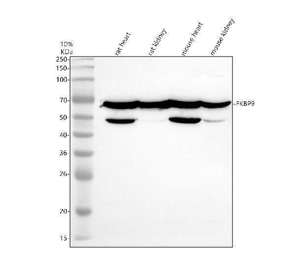 Anti-FKBP9 Antibody Picoband® Boster Bio