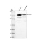 Anti-Nir2/PITPNM1 Antibody Picoband® Boster Bio