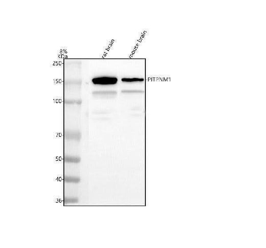 Anti-Nir2/PITPNM1 Antibody Picoband® Boster Bio