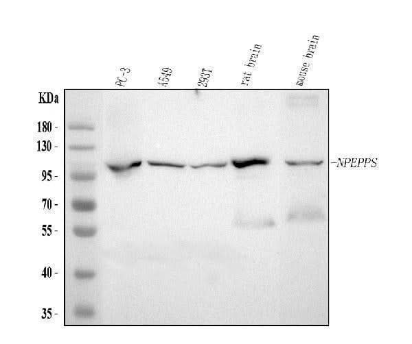 Anti-NPEPPS Antibody Picoband® Boster Bio