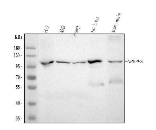 Anti-NPEPPS Antibody Picoband® Boster Bio