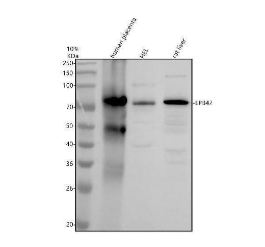 Anti-EIF3K Antibody Picoband® Boster Bio