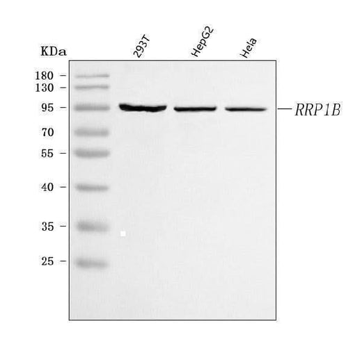 Anti-RRP1B Antibody Picoband® Boster Bio