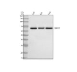 Anti-LMBRD1 Antibody Picoband® Boster Bio