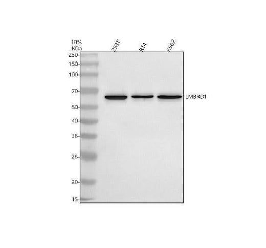 Anti-LMBRD1 Antibody Picoband® Boster Bio