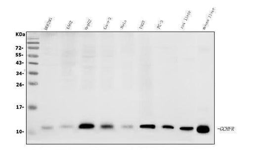 Anti-GCHFR Antibody Picoband® Boster Bio