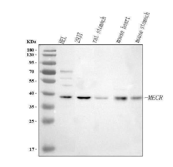 Anti-MECR Antibody Picoband® Boster Bio