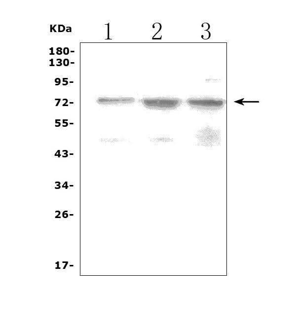 Anti-LRRC32 Picoband® Antibody Boster Bio